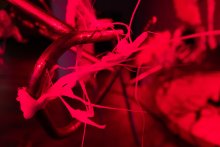 esc medien kunst labor M.Butterfly Kim Hankyul Foto M.Gross