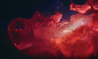 © Kathy Hinde & NASA. Flyersujet: .siacus) © Kathy Hinde & NASA. Flyersujet: .siacus)